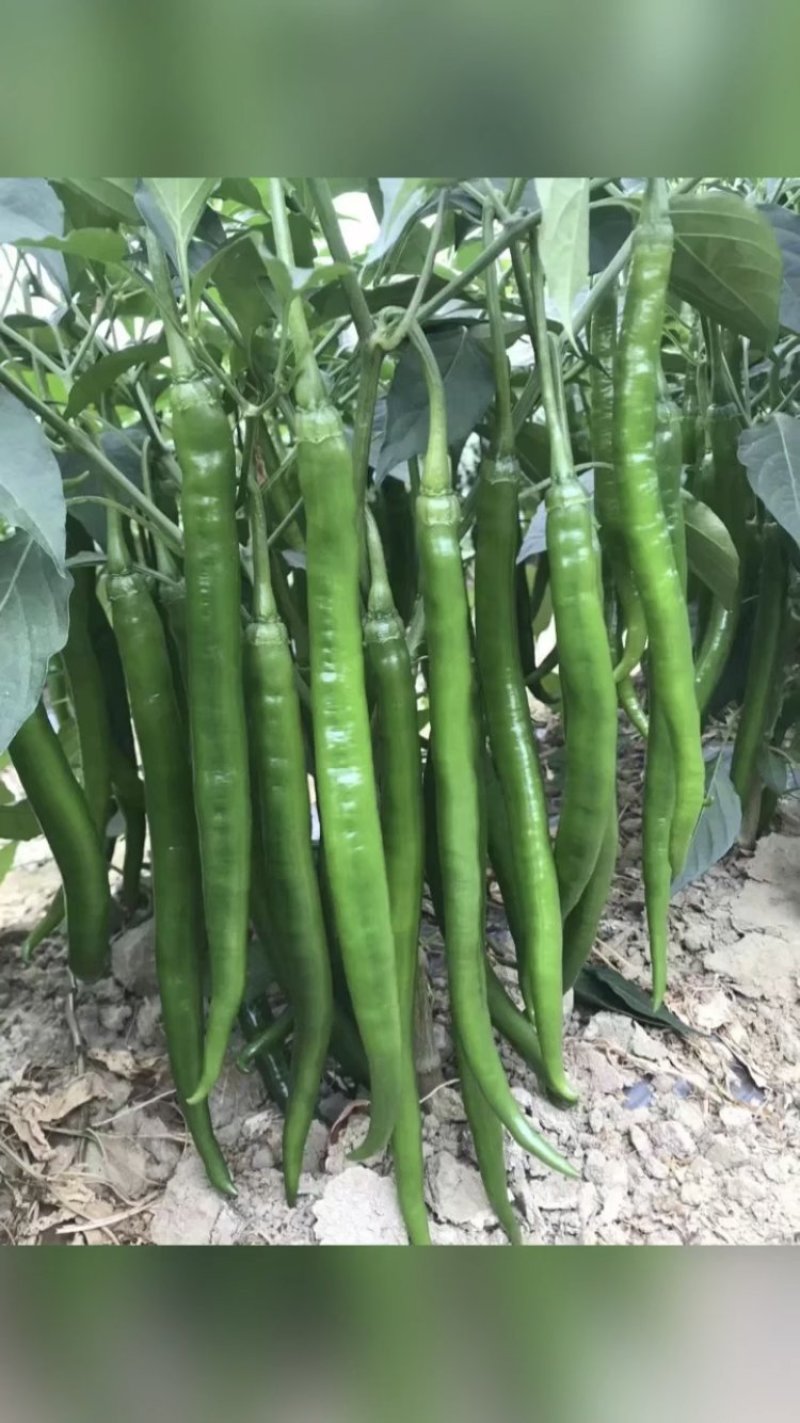 各种蔬菜苗专业育苗可代育嫁接苗