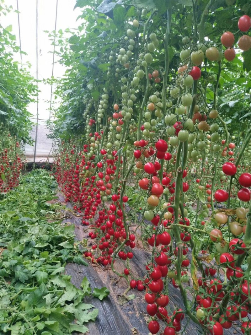 各种蔬菜苗专业育苗可代育嫁接苗