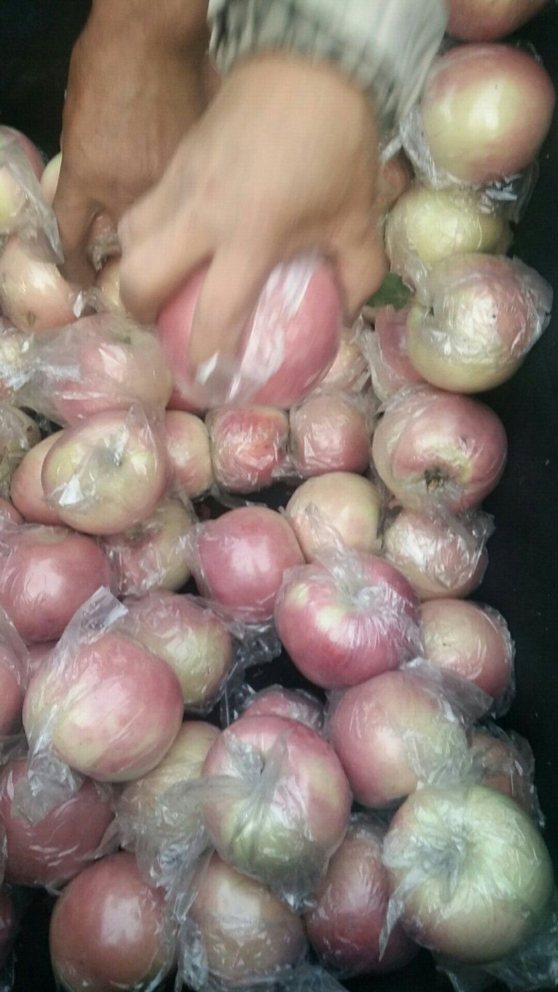 中秋王苹果大量上市中，产地直销，有想法的老板们抓紧时间