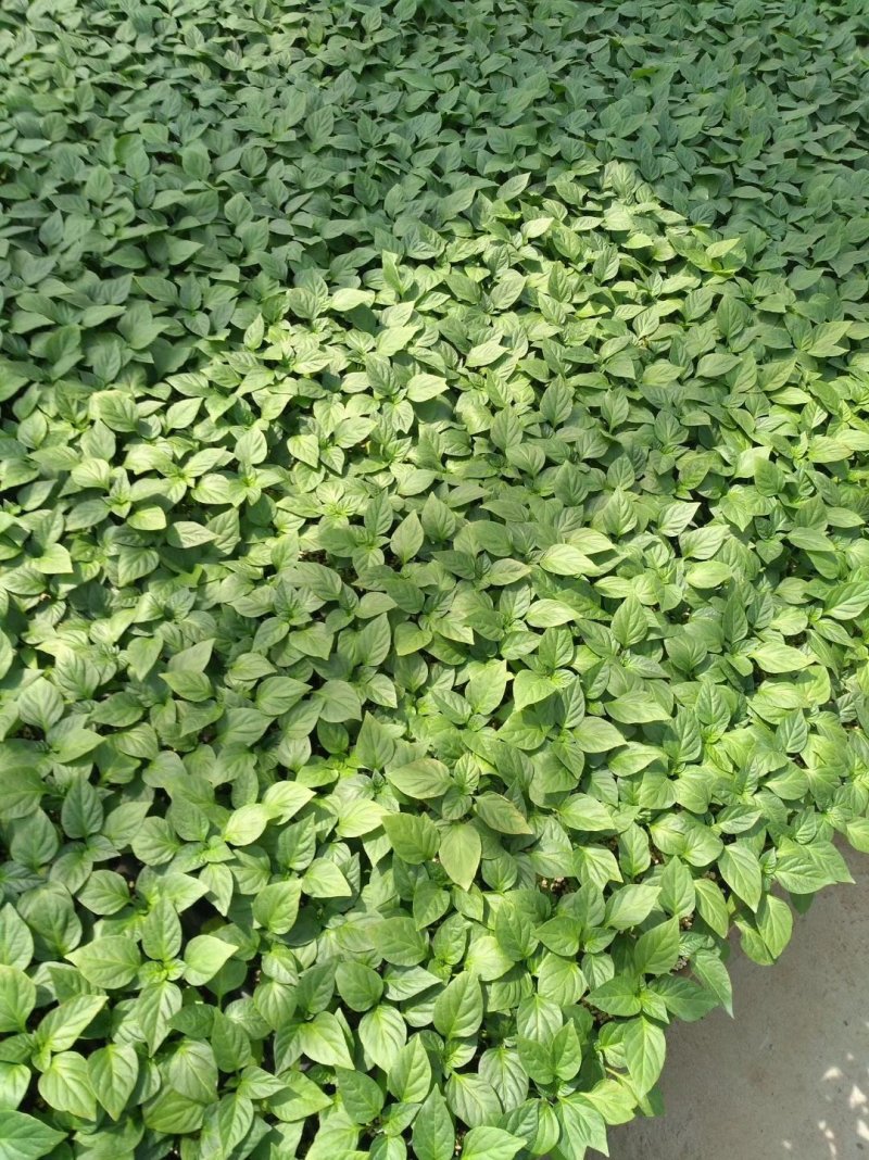 薄皮椒苗牛角椒苗甜椒苗方椒苗菜椒苗泡椒苗