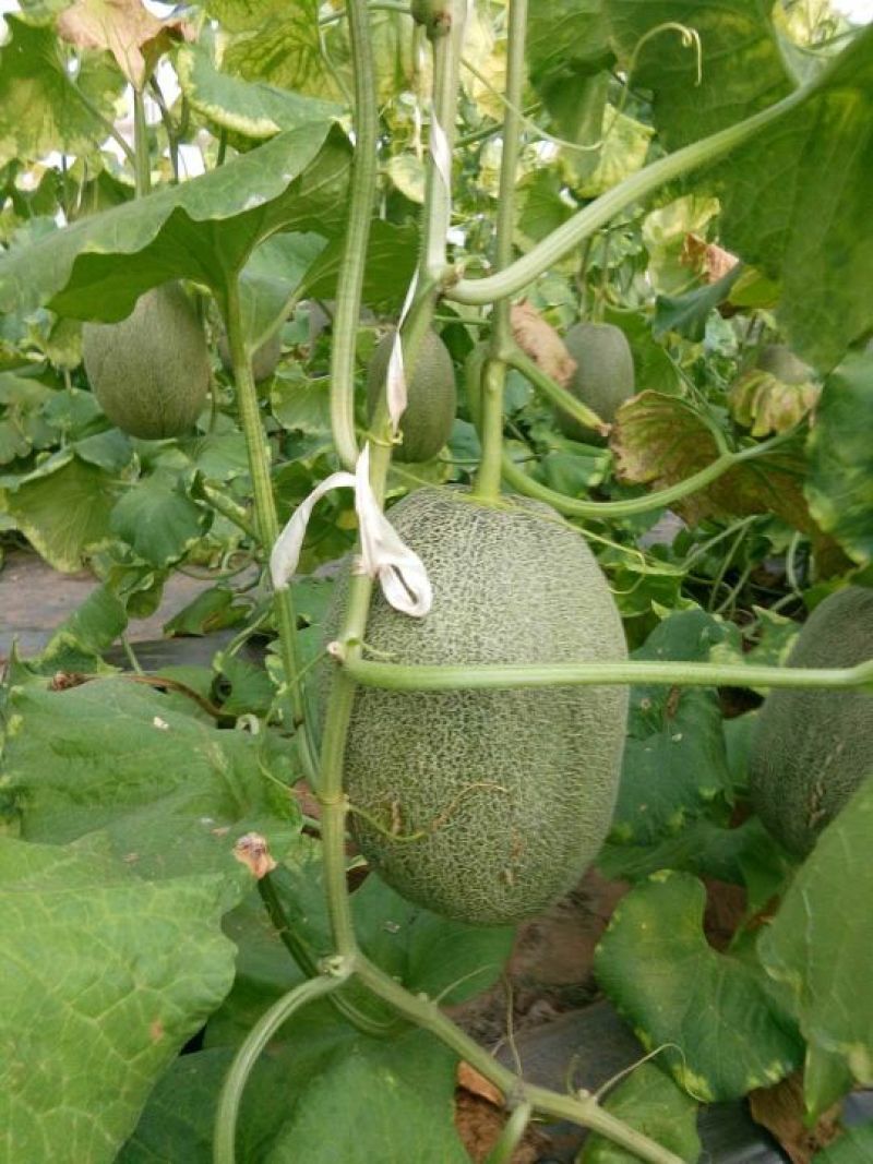 西州蜜大量供应