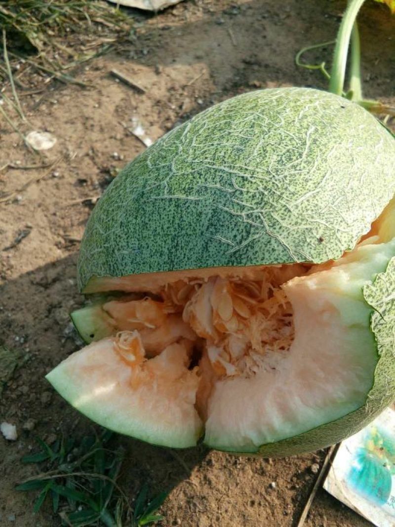 西州蜜大量供应