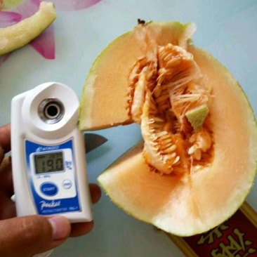西州蜜大量供应