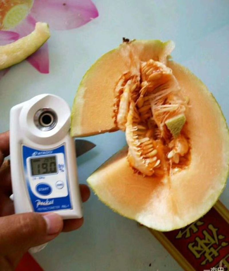西州蜜大量供应