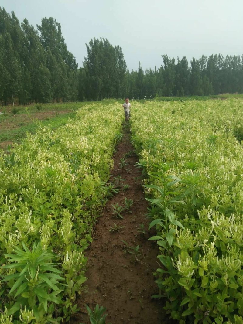 金银花苗四季花苗一至三年苗