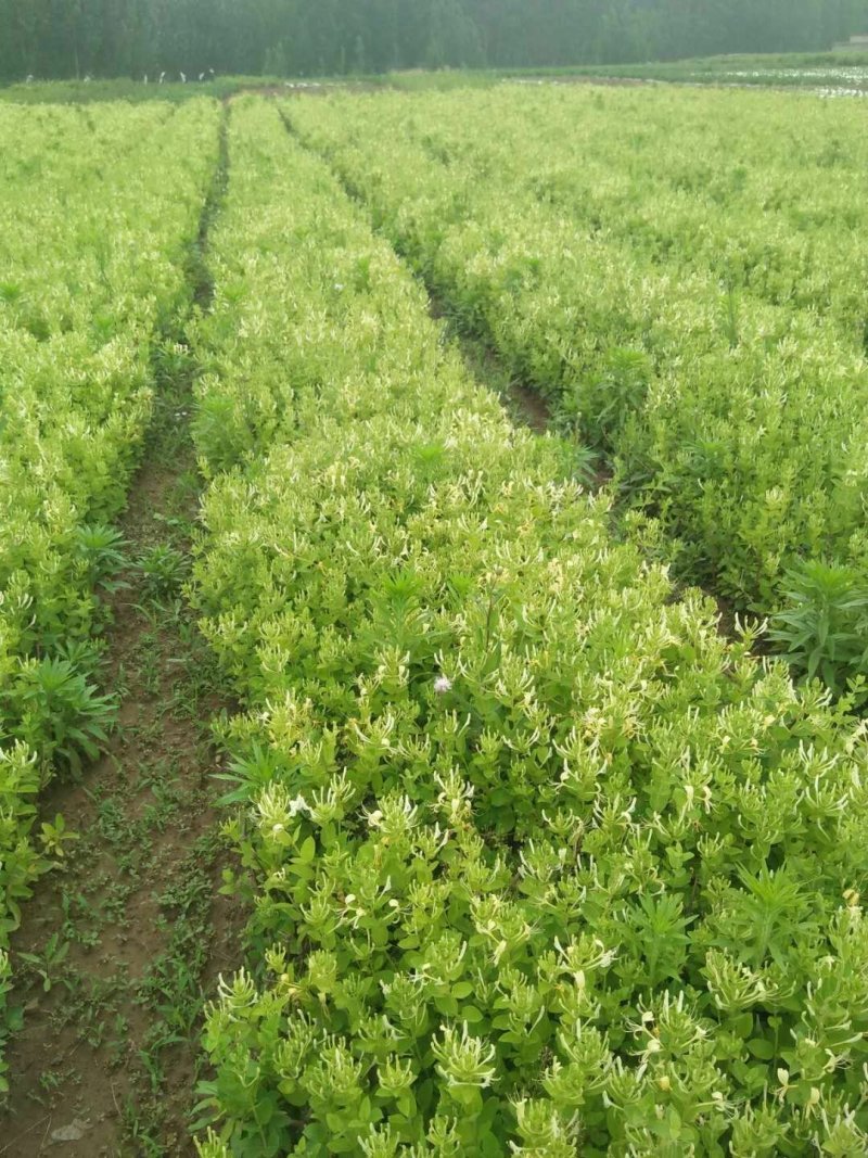 金银花苗四季花苗一至三年苗