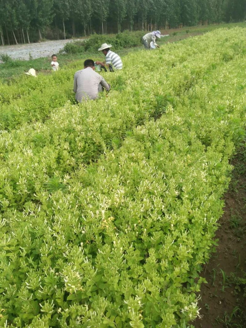 金银花苗四季花苗一至三年苗