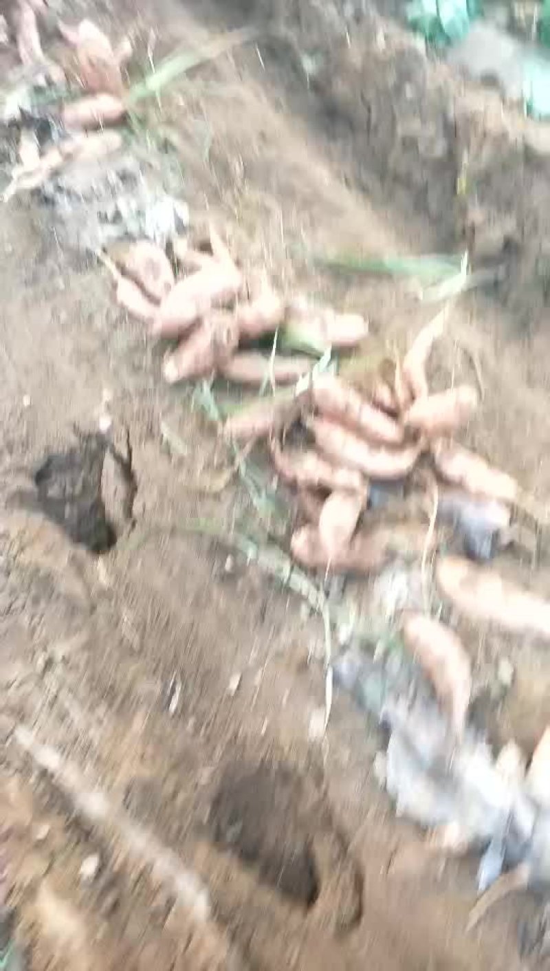 西瓜红，烟薯25，龙九红薯，三俩以上