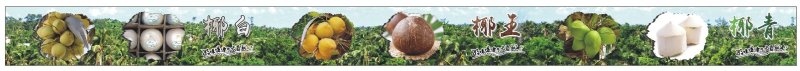 高种椰子2~2.5斤