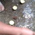 香橙果子