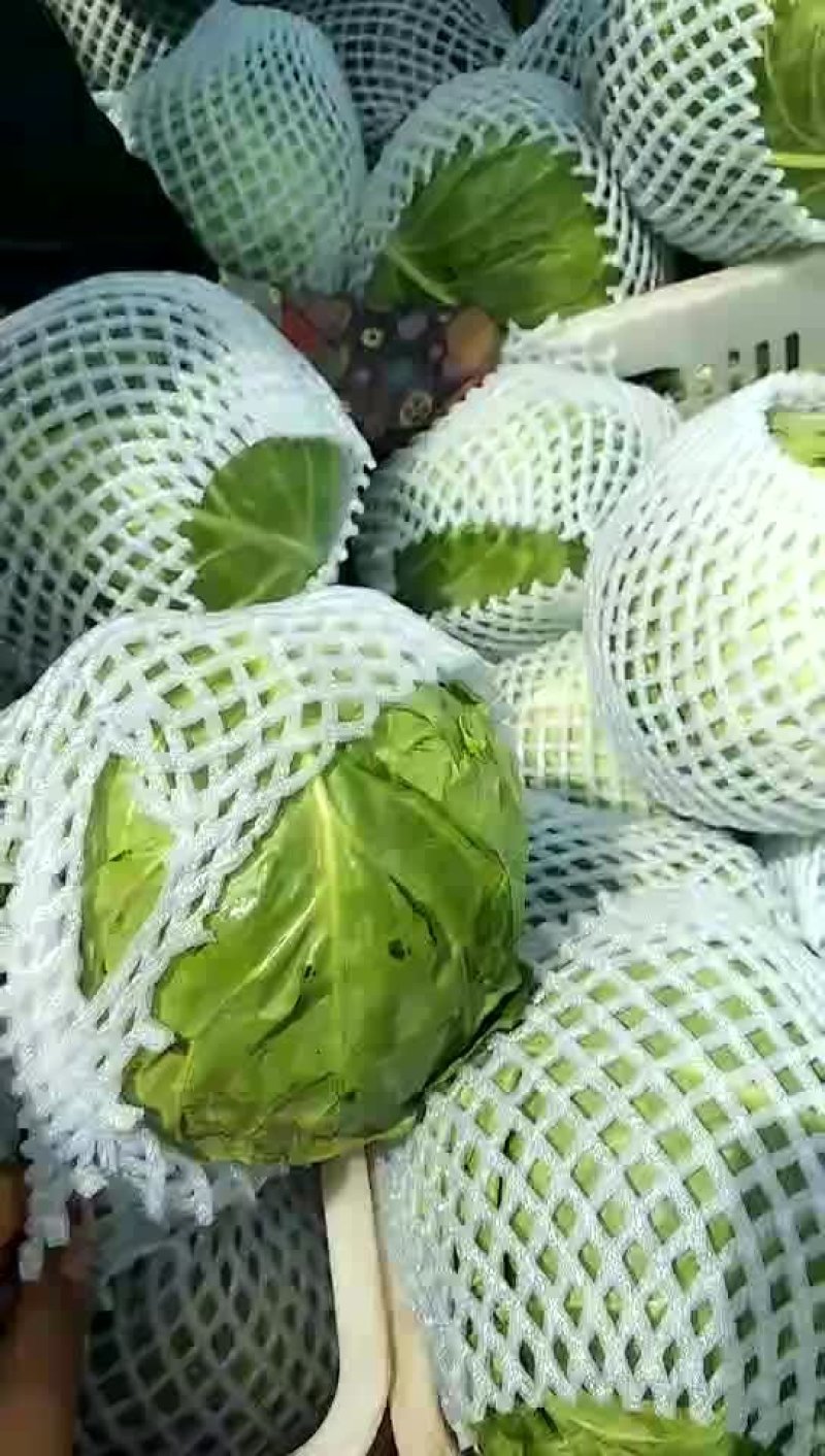 甘蓝(中甘)量大质量优质适合散装装袋进冷库发全国