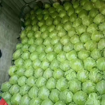 甘蓝(中甘)量大质量优质适合散装装袋进冷库发全国