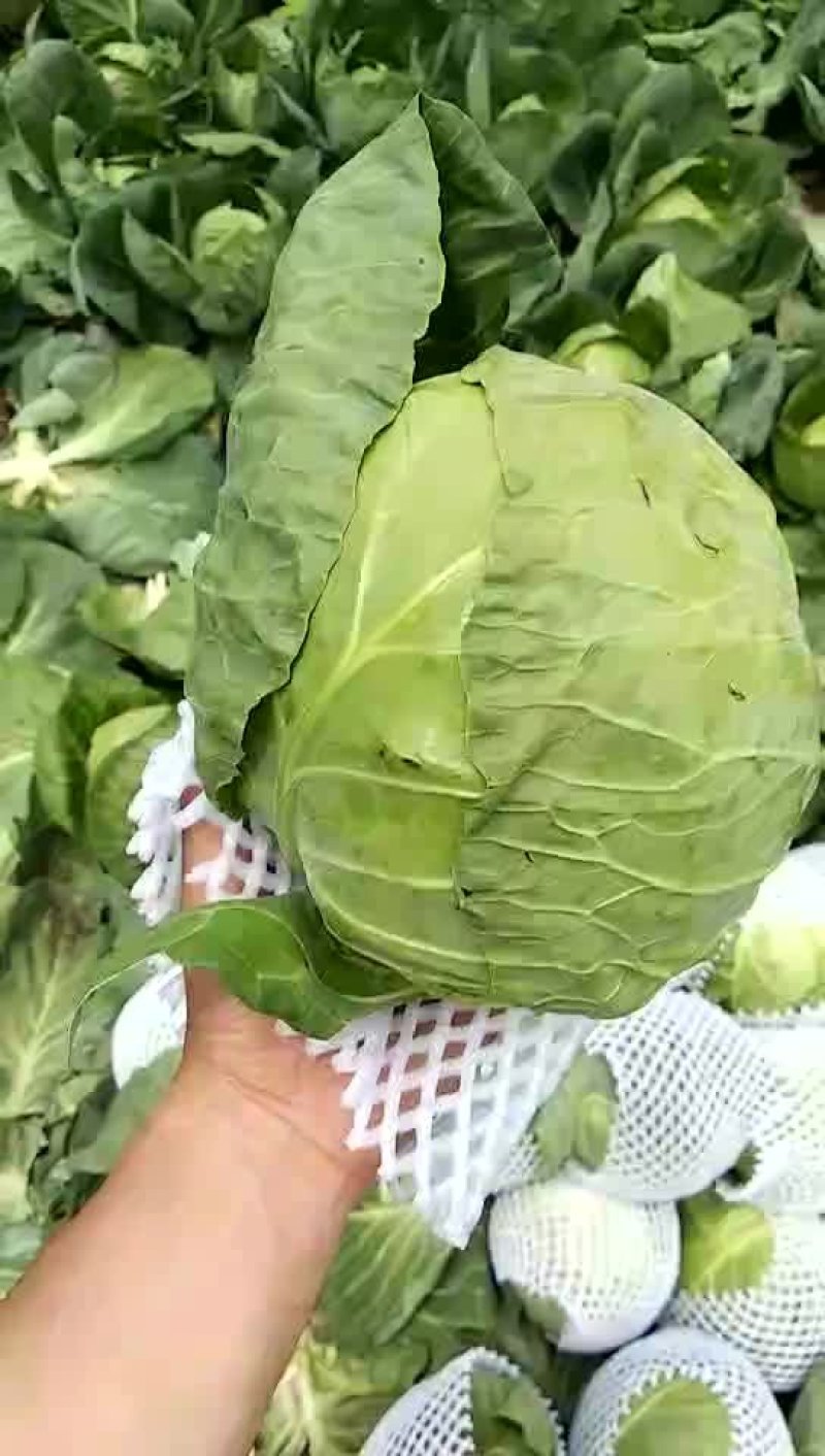 甘蓝(中甘)量大质量优质适合散装装袋进冷库发全国