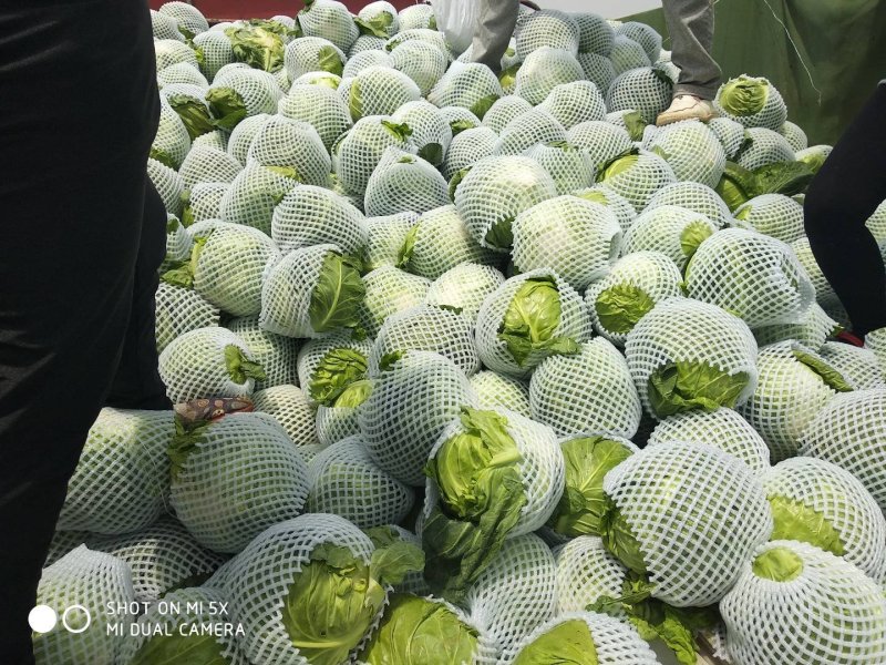 甘蓝(中甘)量大质量优质适合散装装袋进冷库发全国