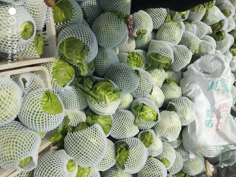甘蓝(中甘)量大质量优质适合散装装袋进冷库发全国