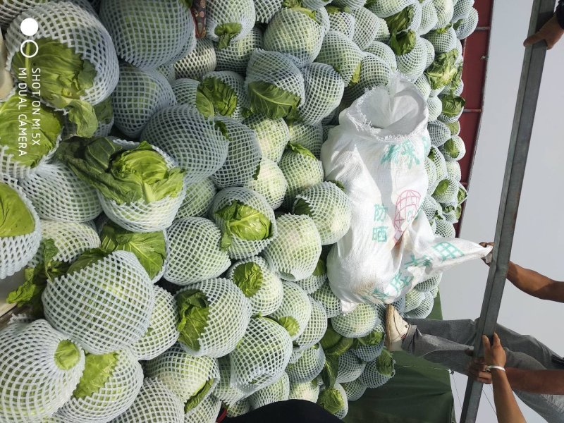 甘蓝(中甘)量大质量优质适合散装装袋进冷库发全国