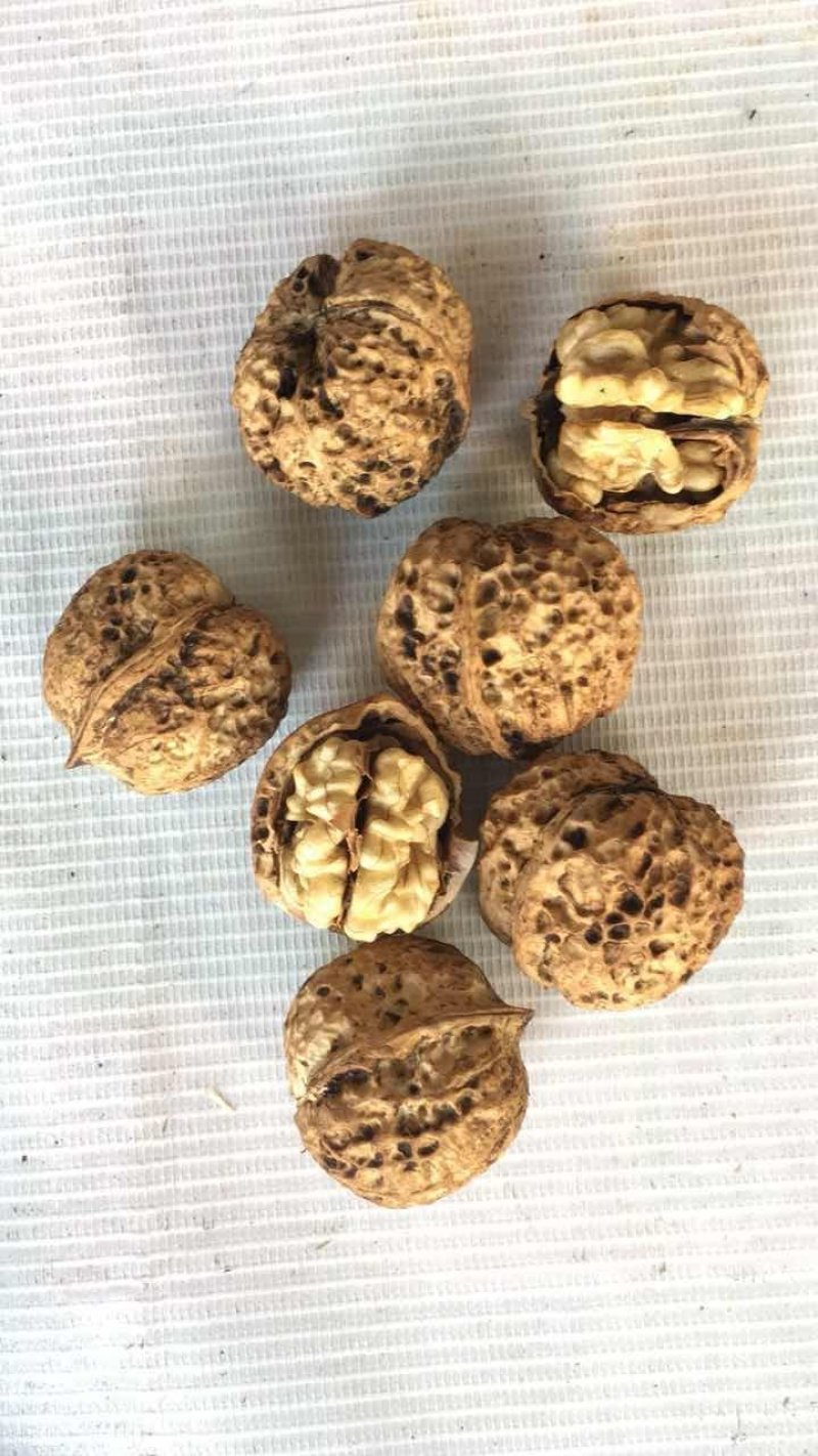 核桃云南核桃薄皮核桃