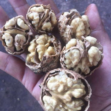 核桃云南核桃薄皮核桃