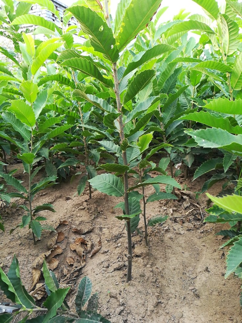 迁西3113嫁接板栗树苗好吃的板栗适合南北方种植