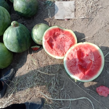 无籽西瓜大量供应