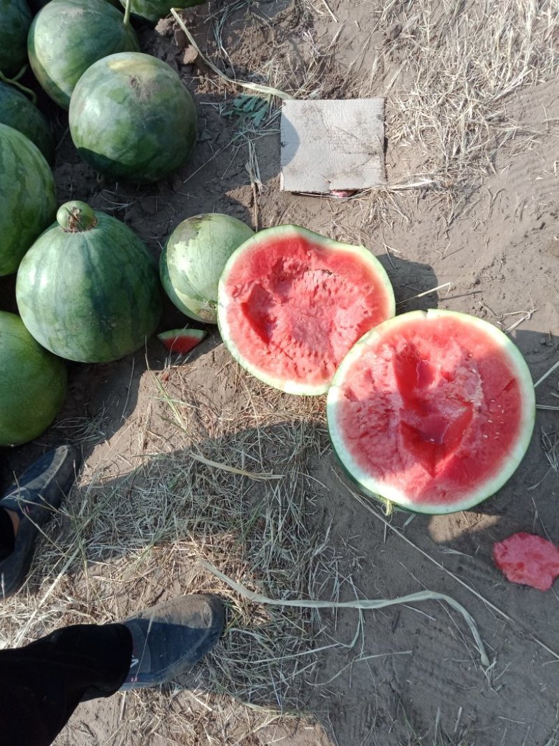 无籽西瓜大量供应