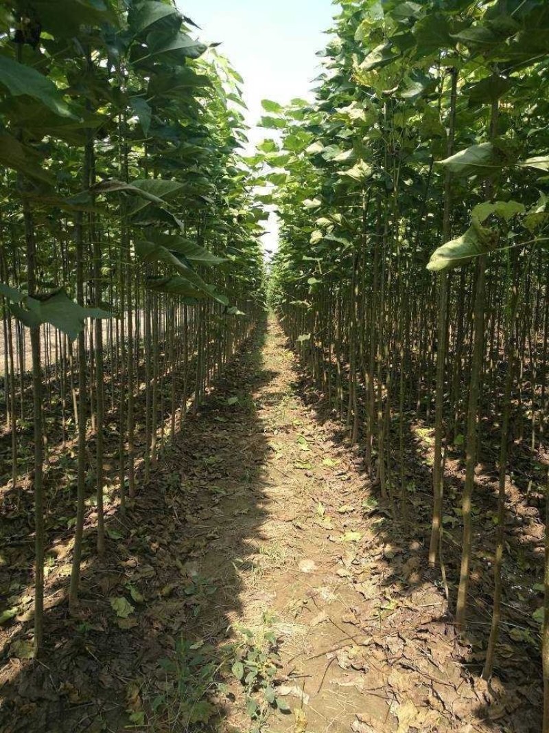 楸树梓树