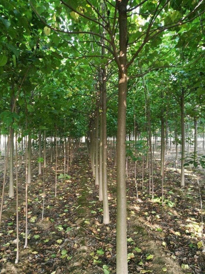 楸树梓树