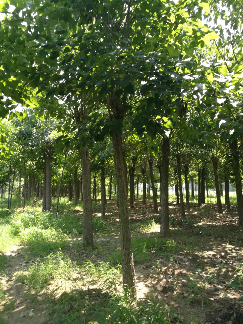 楸树梓树
