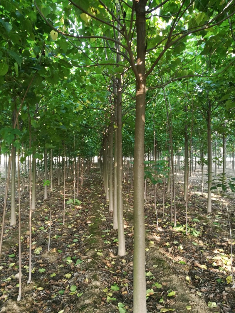 楸树梓树