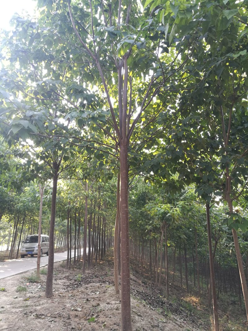楸树梓树