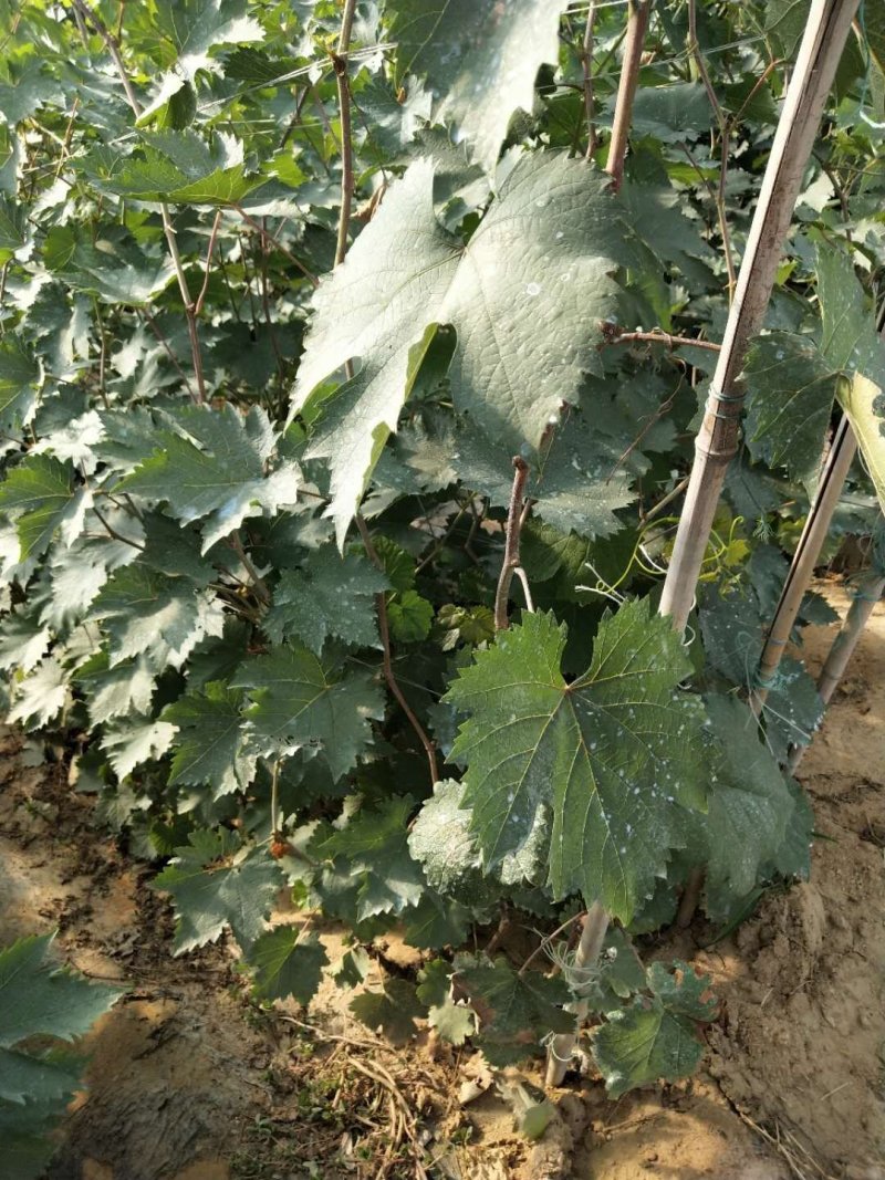甜蜜蓝宝石夏黑阳光玫瑰巨盛一号葡萄苗