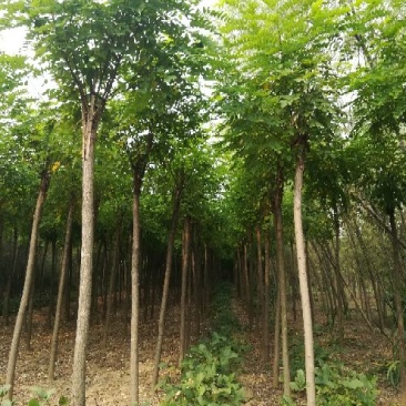 嫁接香花槐6～8公分