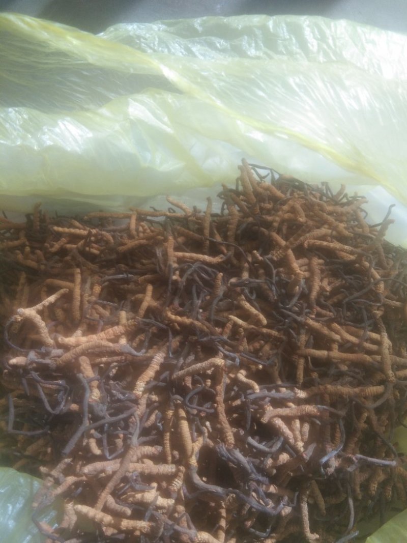 冬虫夏草，生在高海拔地区，天气极其寒冷，每年采挖一次