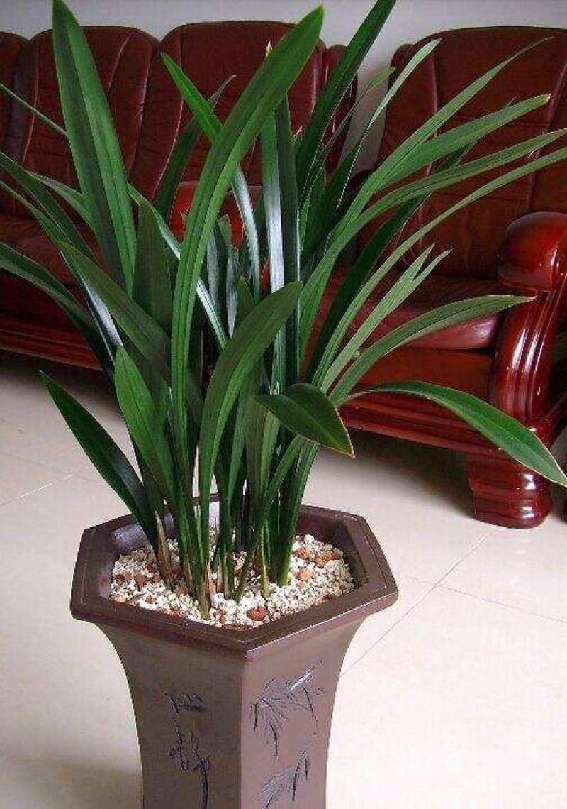 精品兰花.墨兰