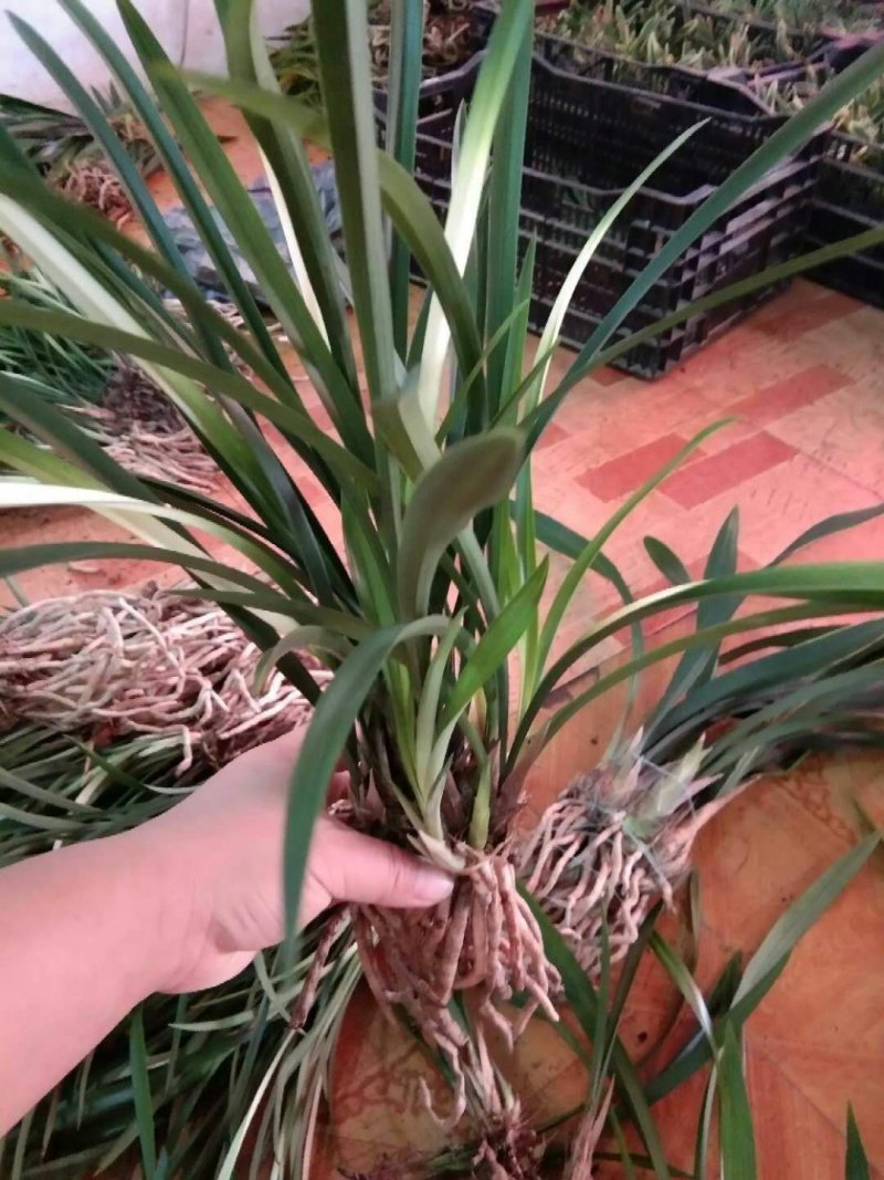 精品兰花.墨兰