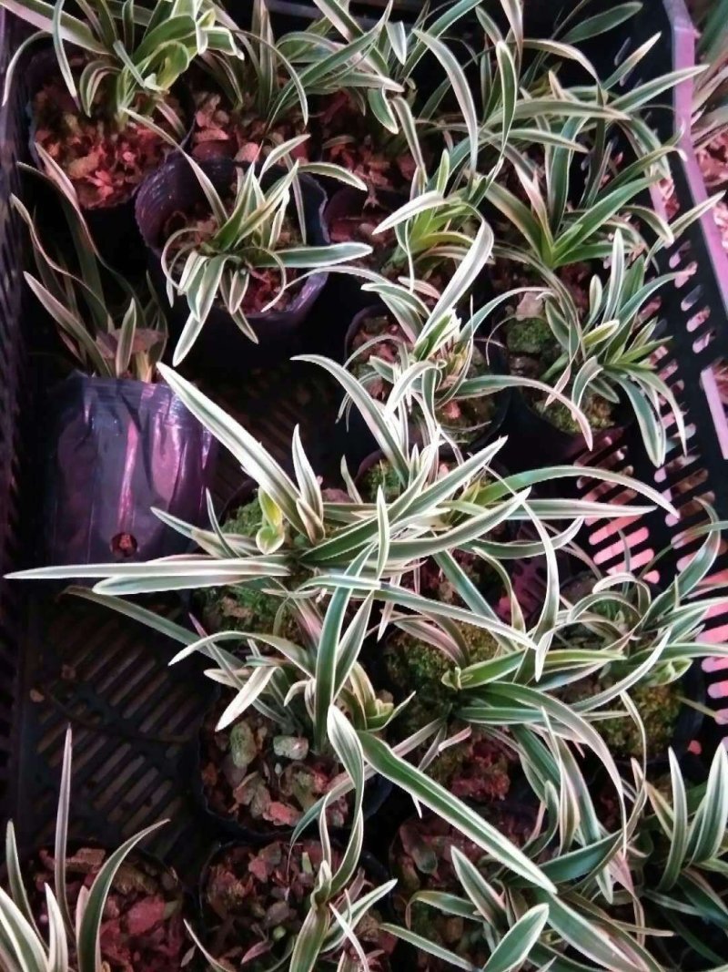 精品兰花.墨兰