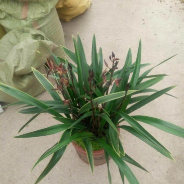 精品兰花.墨兰