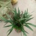 精品兰花.墨兰