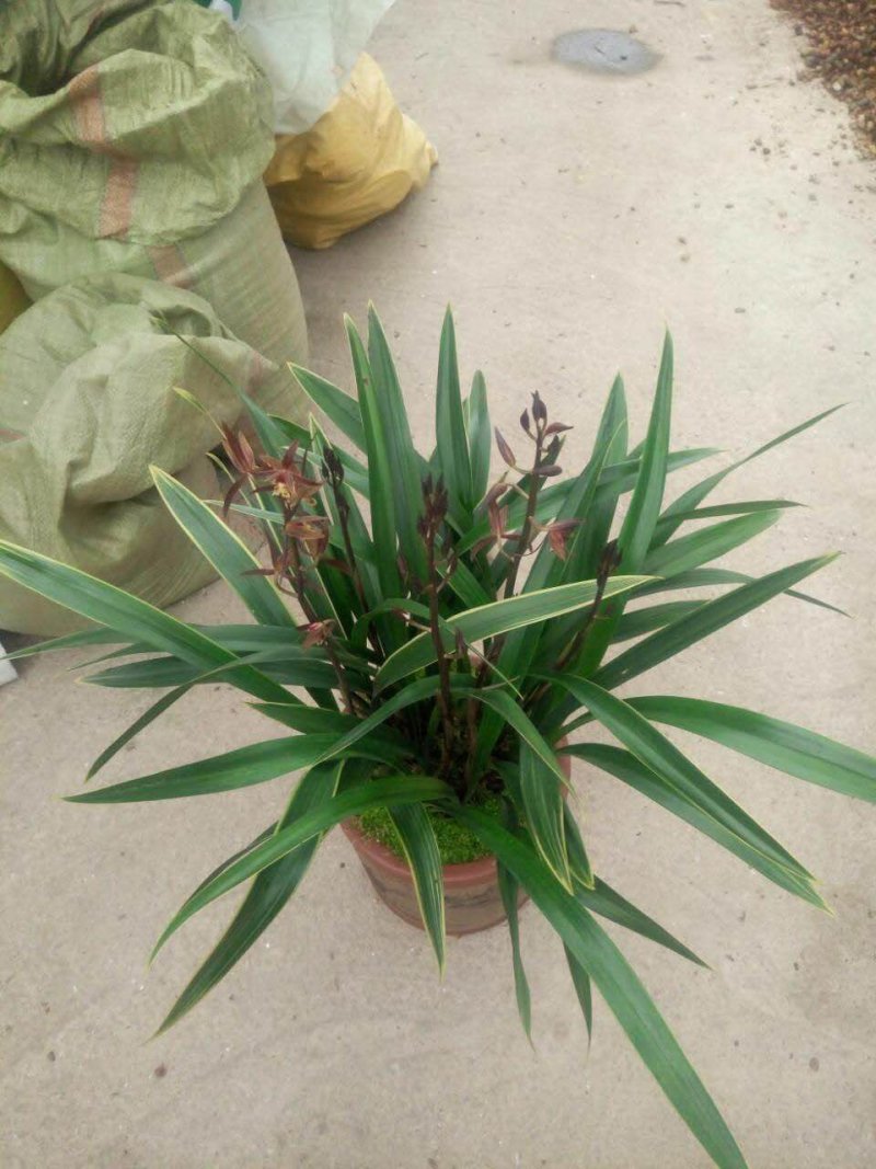 精品兰花.墨兰