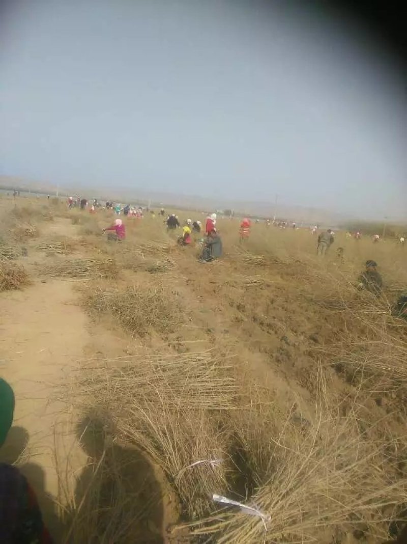 中药材红枸杞苗产地直销全国包邮支持线上交易
