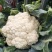 菜花1斤适中乳白