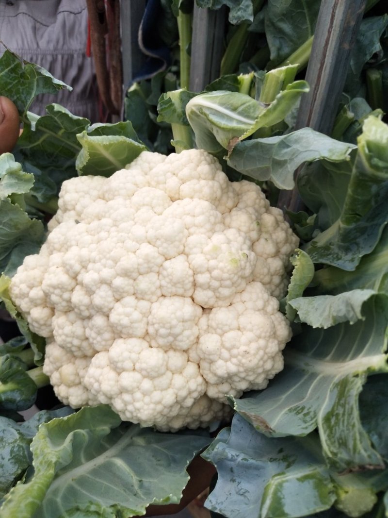 菜花1斤适中乳白