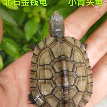 纯种北石金钱龟8-15克(3-4厘米)