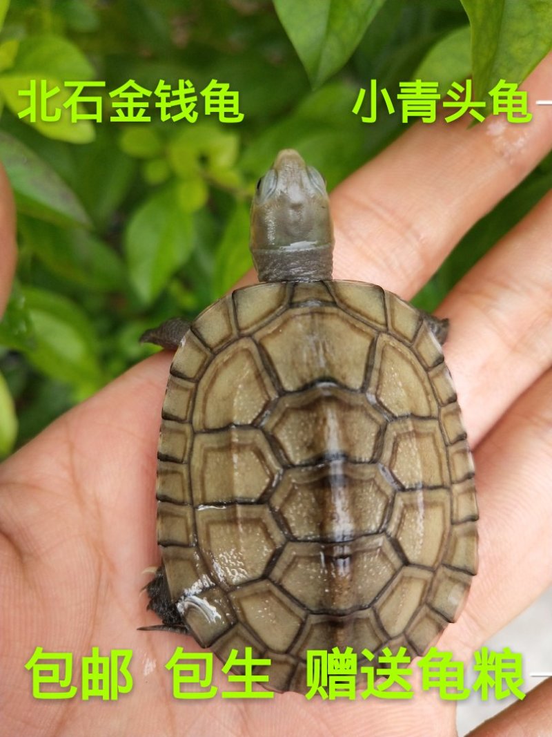 纯种北石金钱龟8-15克(3-4厘米）
