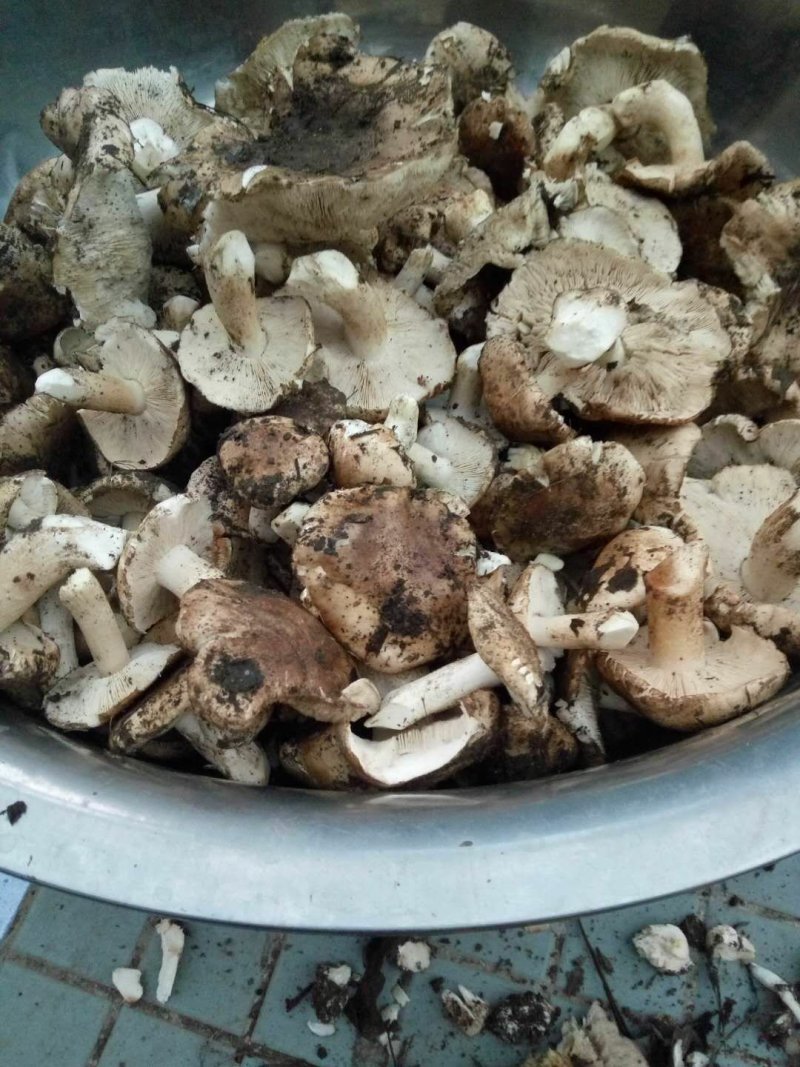 现釆野生口蘑，饭店，个人，送礼