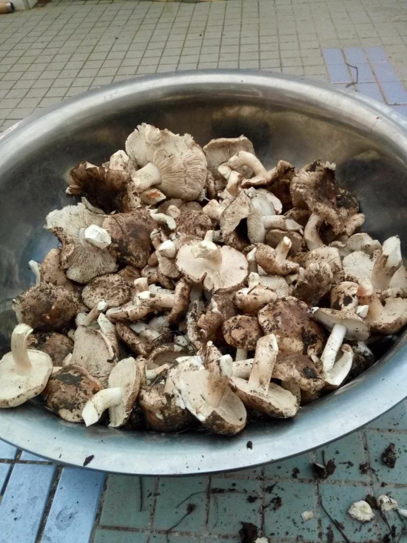 现釆野生口蘑，饭店，个人，送礼