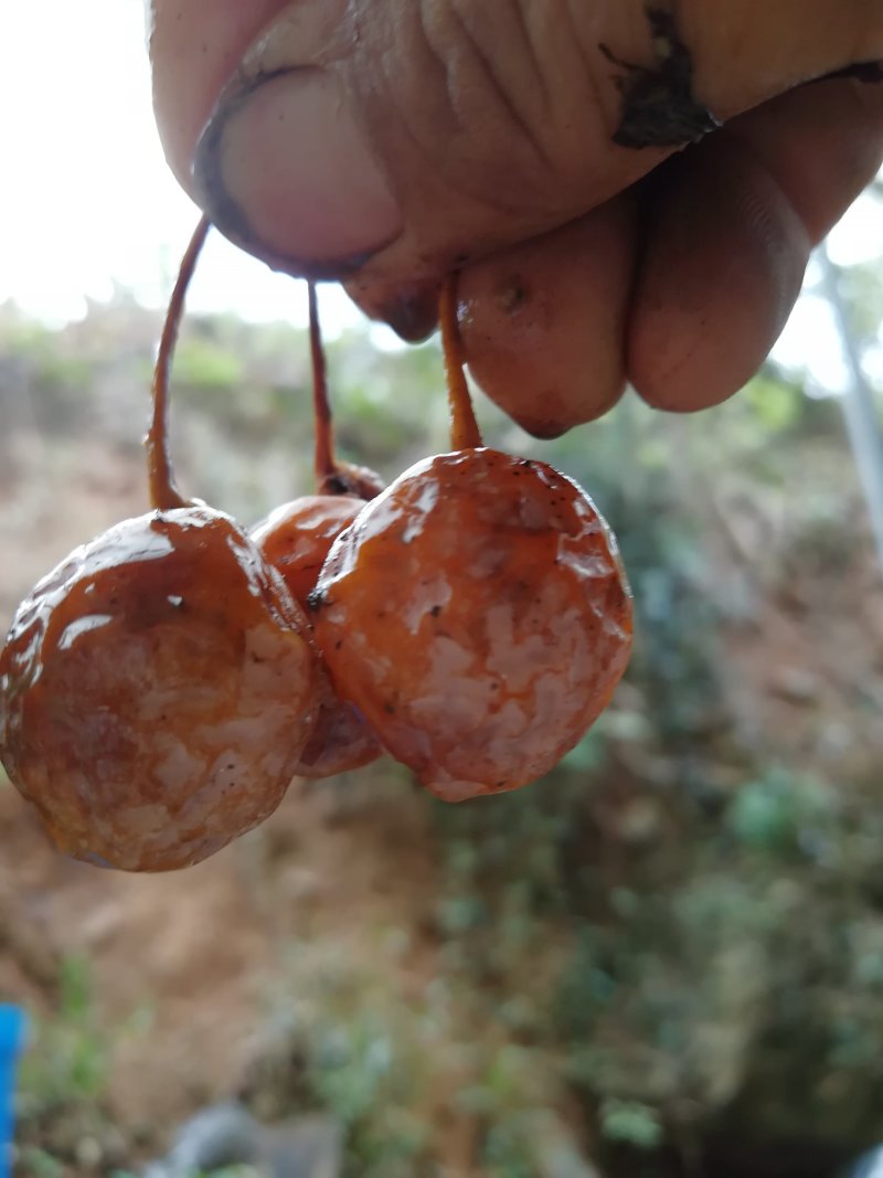 白果