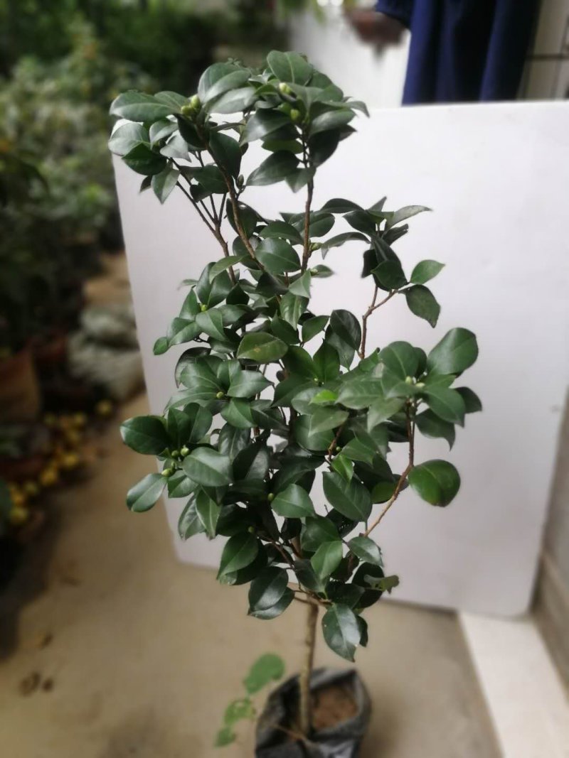 树壮茶花，高度0.8-1.5米