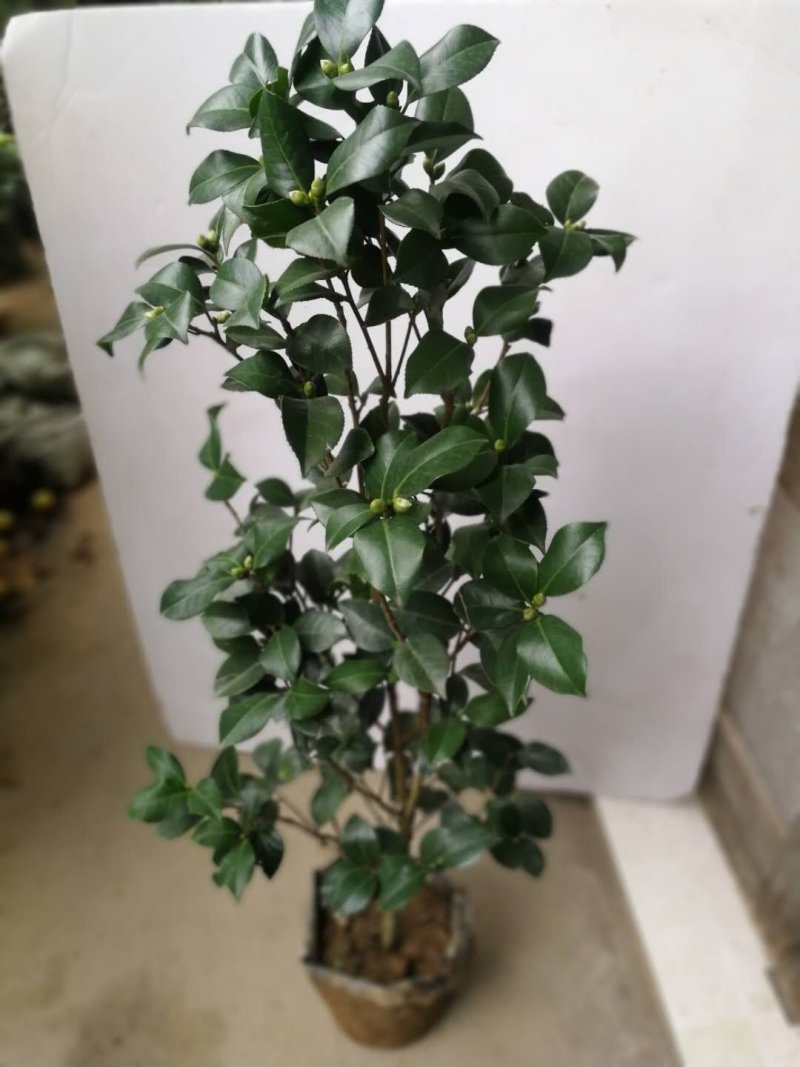 树壮茶花，高度0.8-1.5米