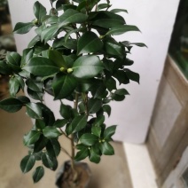 树壮茶花，高度0.8-1.5米
